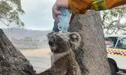 Victoria's Bushfire Crisis: Firefighter's Koala Rescue Amid Record Heatwave