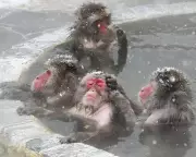 Wildlife Wonders: From Spa Monkeys to Frisky Parrots in This Week's Global Snapshot