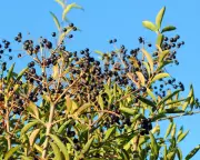 Winter Garden Structure: Planting Bare-Root Trees and Hedges Now