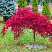 Winter Pruning Secret for a 'More Vigorous' Japanese Maple Spring Start