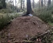 Winter's Wood Ants: Devon Diary Reveals Hibernation Secrets