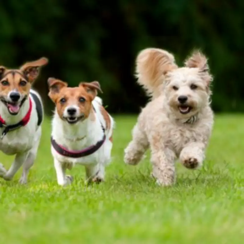 10 Dog Breeds with the Shortest Lifespans Revealed by Experts