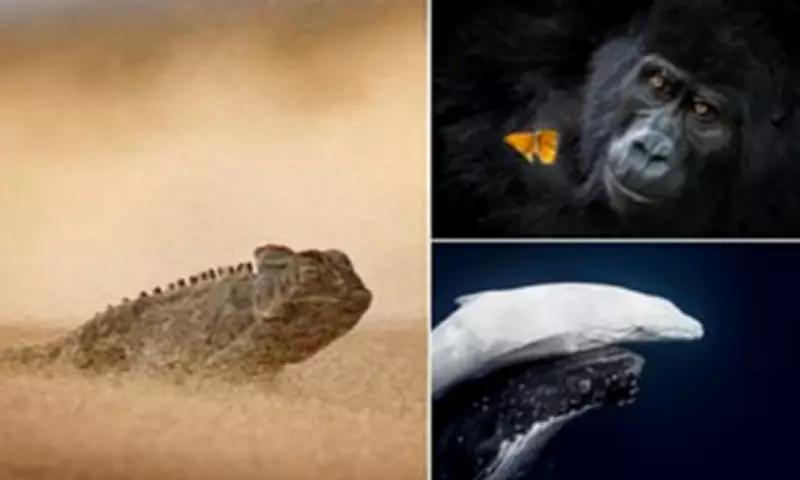 2026 World Nature Photography Award Winners Announced, Showcasing Global Talent