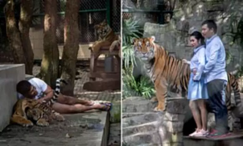 72 Tigers Die in Thai Tourist Park Outbreak, Canine Distemper Virus Detected