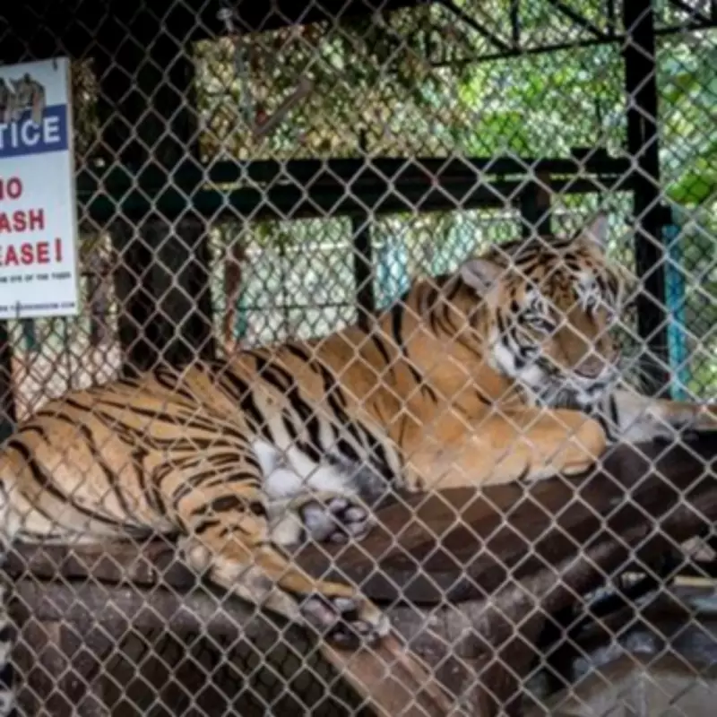 72 Tigers Die Suddenly in Thai Parks, Visitors Monitored for Health Risks