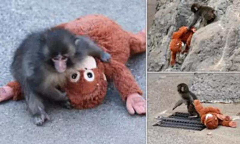 Abandoned Baby Monkey Finds Comfort in Toy, Becomes Global Sensation