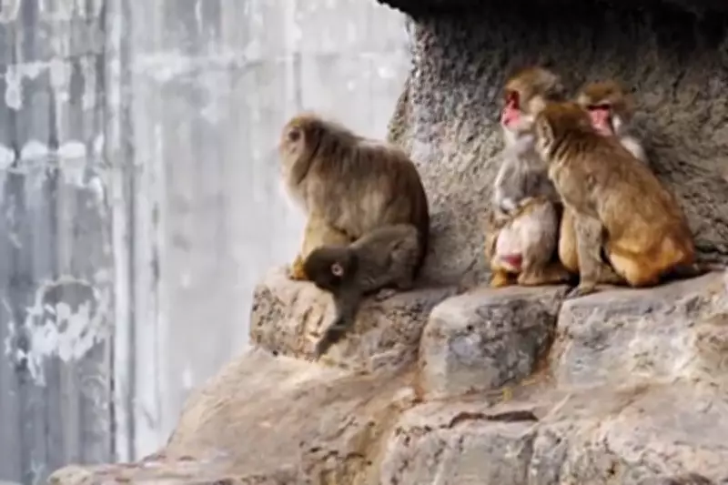 Abandoned Baby Monkey Finds New Family After Viral Plush Toy Comfort Story