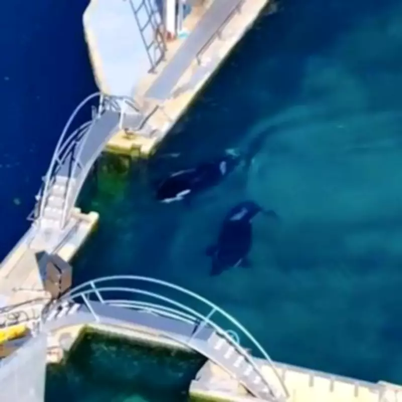 Abandoned French Zoo's Orcas Face Crushing Death in Rotting Tank