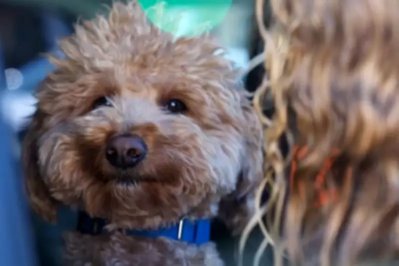 Abandoned 'Jet Blue' Dog Adopted by Family of Rescuing Police Officer