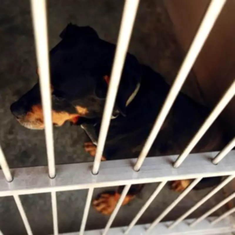 Adorable Rottweiler-German Shepherd Puppy Goes Viral After Shelter Surprise