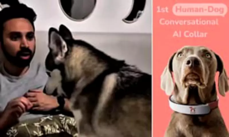 AI Dog Collar Claims to Translate Human Speech into Canine Barks