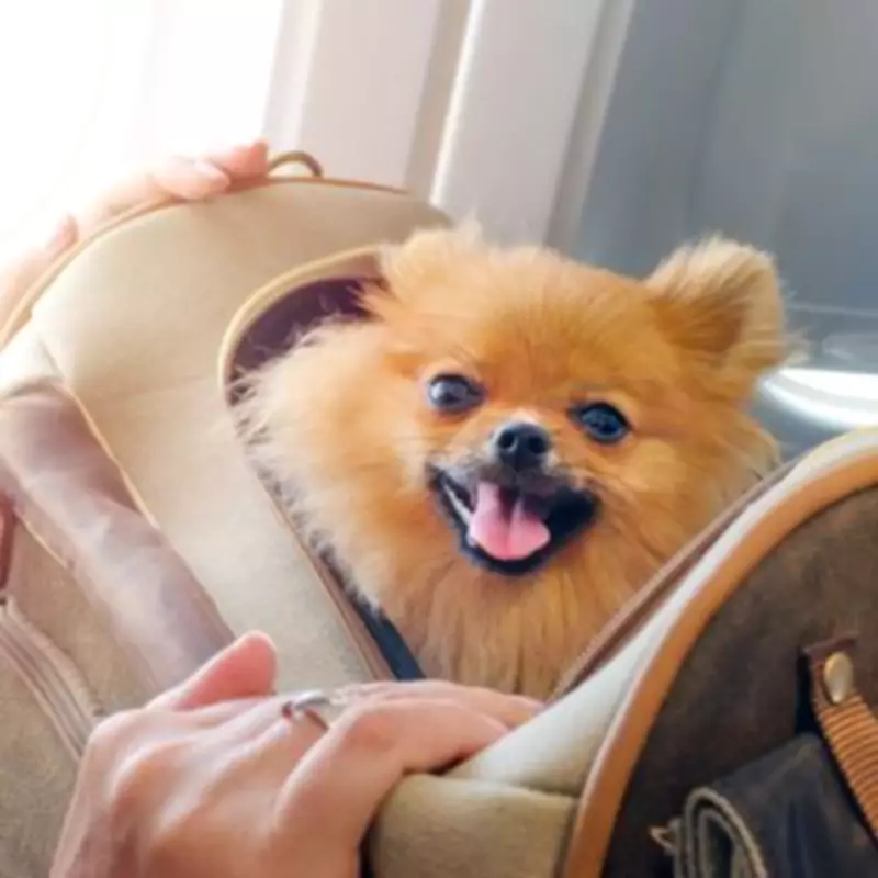 Airline Pet Travel Rules: TUI, easyJet, Ryanair, Jet2, and BA Policies Explained