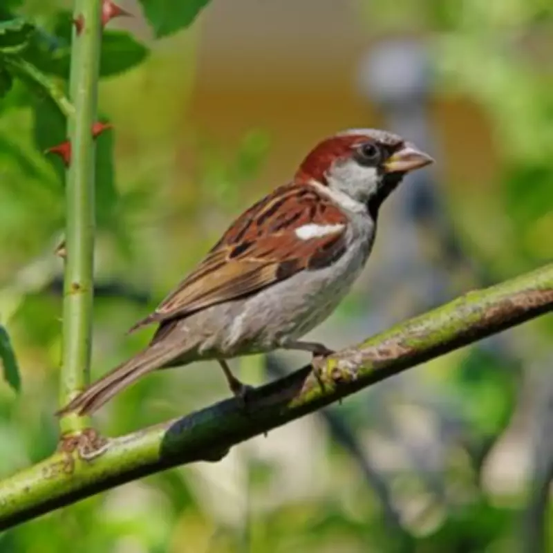 Alan Titchmarsh Recommends Beautyberry Shrub to Attract Robins and Sparrows