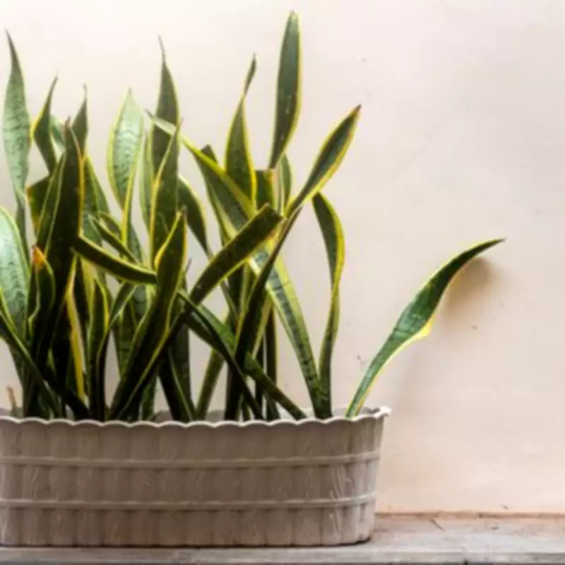 Alan Titchmarsh's Top 7 Houseplants Revealed, Including One That's 'Impossible to Kill'