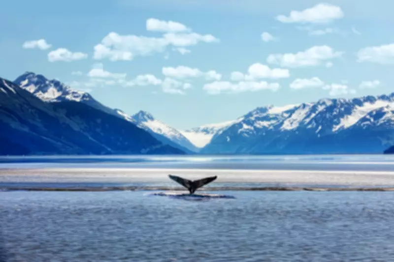 Alaska Dream Cruises Abruptly Ceases Operations After 15 Years