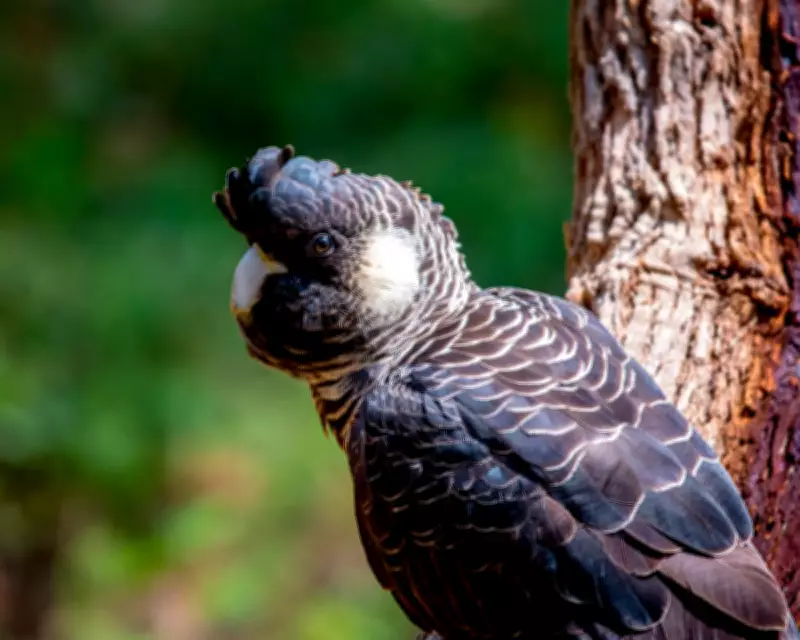 Alcoa Faces Penalty for Clearing WA Jarrah Forests in Bauxite Mining