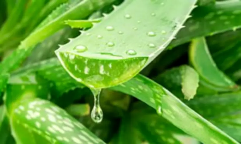 Aloe Vera Compounds Show Promise in Alzheimer's Treatment Research