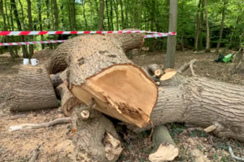 Ancient 500-Year-Old Oak Felled by Toby Carvery Was Alive, Investigation Reveals