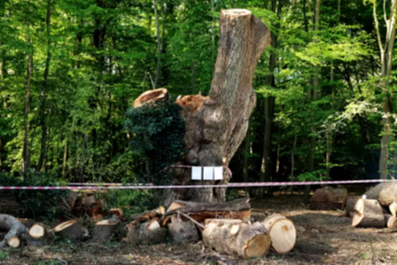 Ancient 'Guy Fawkes Oak' Was Alive When Felled by Toby Carvery, Investigation Reveals