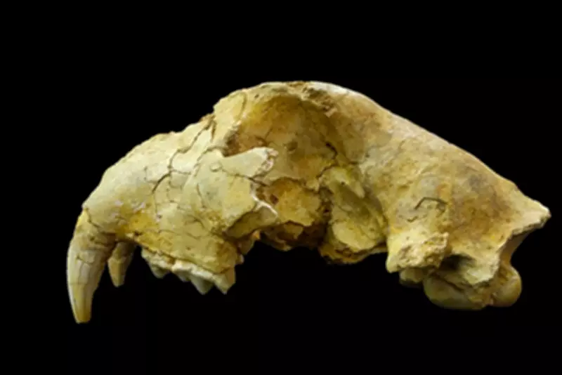 Ancient Japanese 'Tigers' Were Actually Extinct Cave Lions, DNA Study Finds