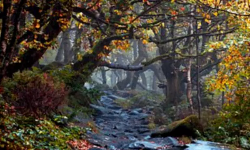 Ancient Woodlands: Britain's Living History Faces Modern Threats
