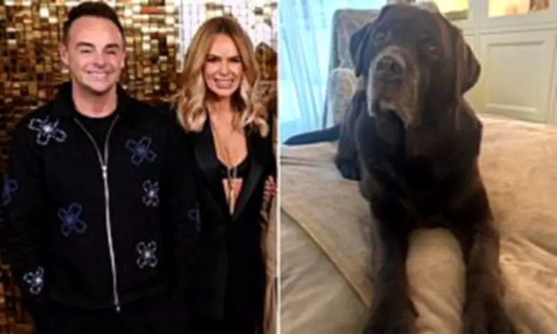 Ant McPartlin's Heartbreaking Dash from BGT to Bid Farewell to Beloved Dog Hurley