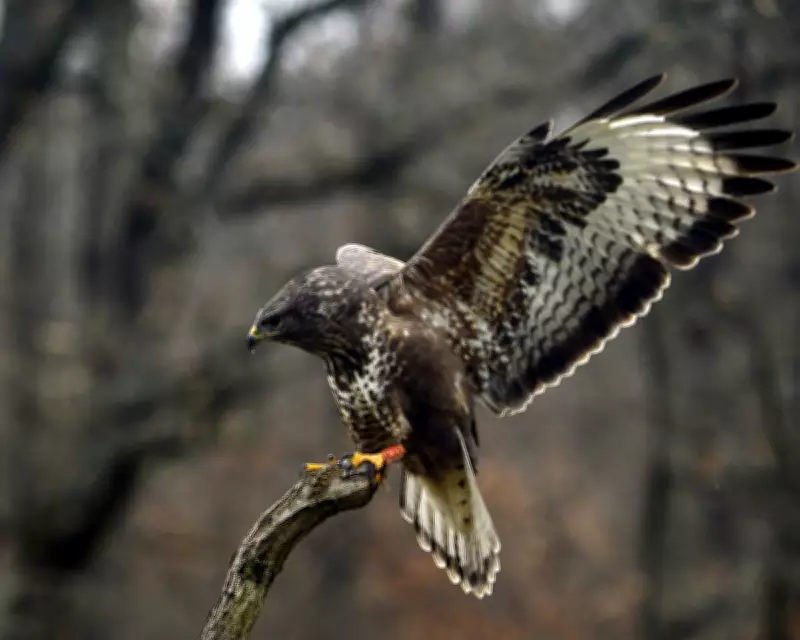 Anxious Buzzard's Struggle Evokes Empathy in Somerset Country Diary