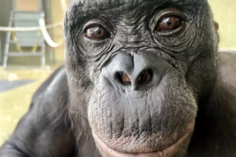 Ape Imagination Revealed: Bonobo Kanzi Demonstrates Pretend Play Ability