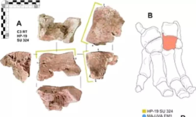 Archaeologists Find Elephant Bone That Could Prove Hannibal's Alps Crossing
