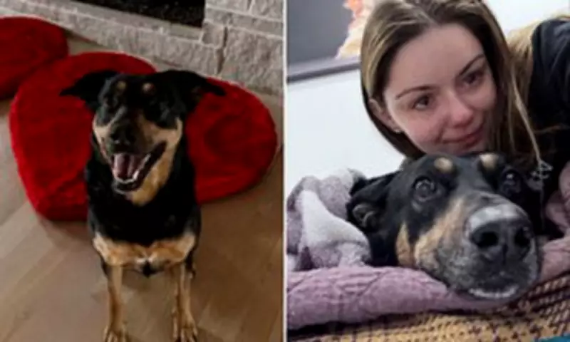 Ariel Winter Mourns Beloved Dog Chloe's Passing After Cancer Battle