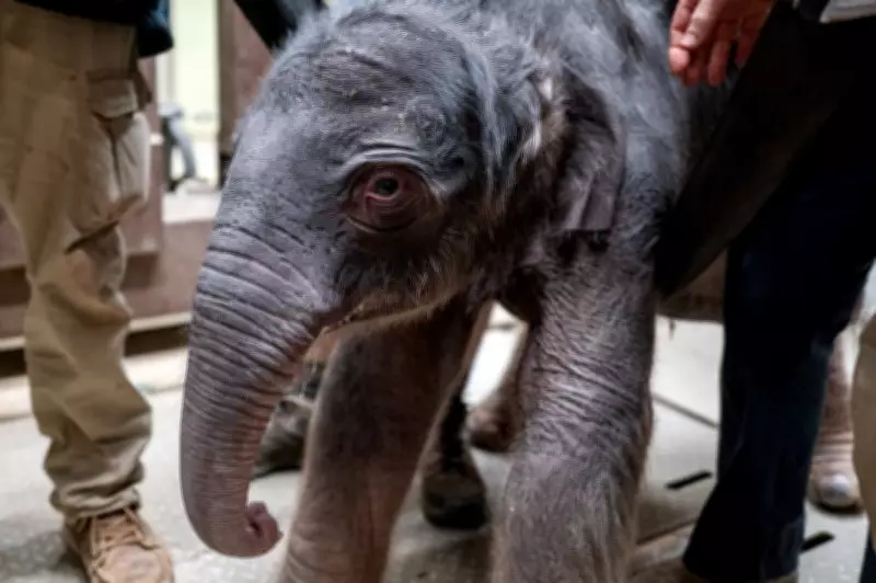 Asian Elephant Calf Born at Smithsonian's National Zoo in Washington DC