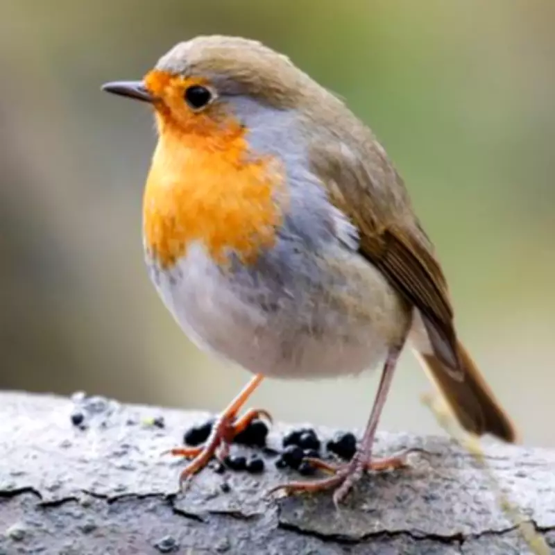 Attract Robins to Your Garden with One Simple February Item