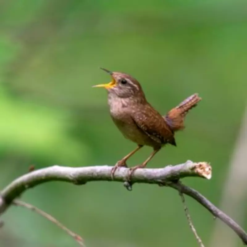 Attract Wrens to Your Garden with the Right Bird Box This Spring