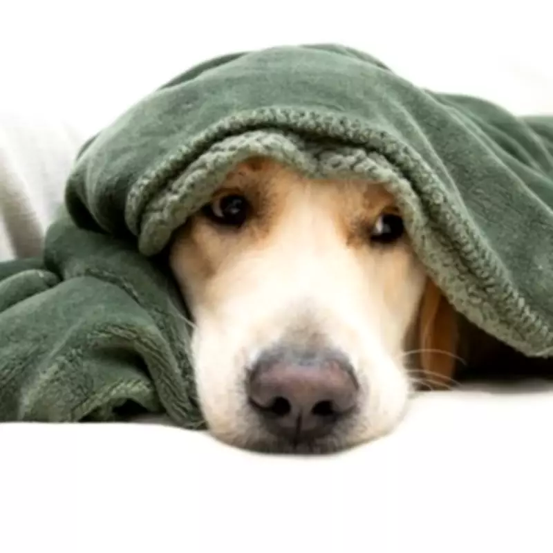 Aurora Borealis Illuminates Heartbreaking Farewell to Beloved Dog