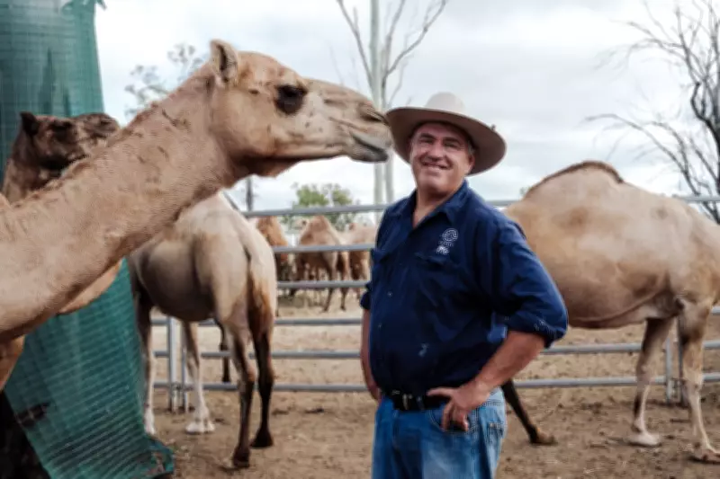 Australian Camel Milk Producers Target Lucrative US Market Expansion