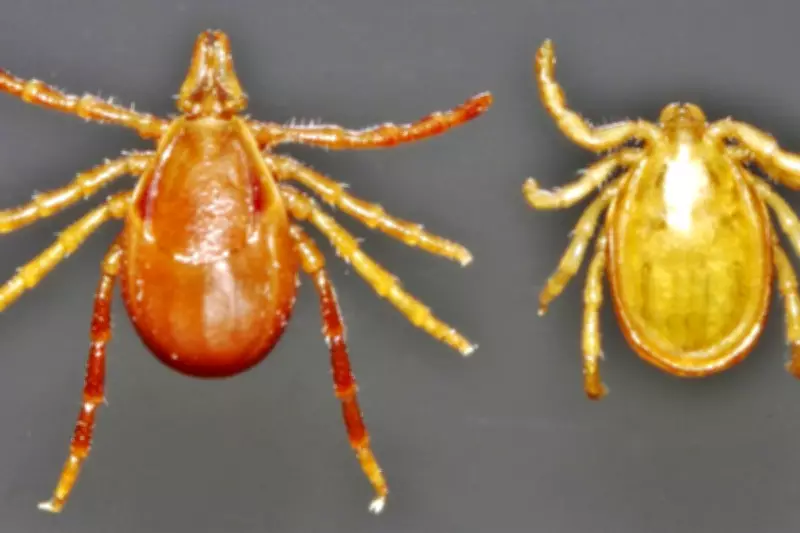 Australian Teen First in Country to Die from Tick-Induced Meat Allergy