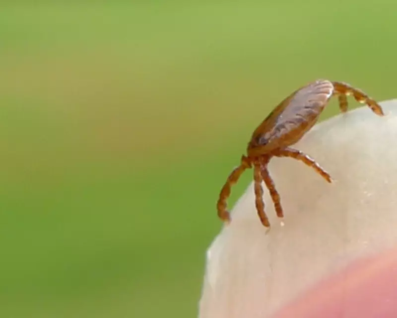 Australian Teenager Dies from Tick Bite-Induced Meat Allergy
