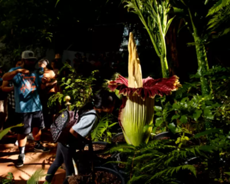 Australia's Corpse Flowers: Patricia, Stinkerella, and Smellanie Bloom