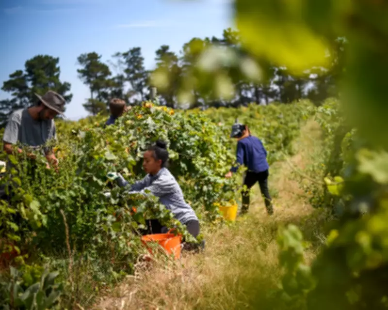 Australia's Pacific Worker Scheme: A Critical Analysis of Palm Oil Labour