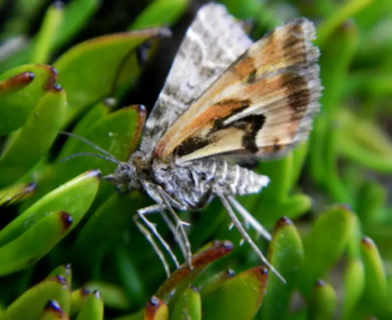 Avatar Moth Named After Film Wins New Zealand's Bug of the Year 2026