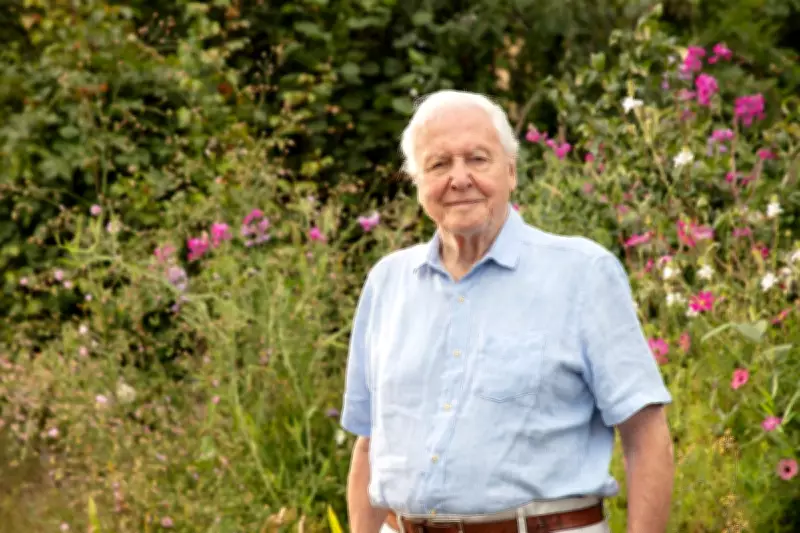 BBC to Honour Sir David Attenborough's 100th Birthday with Three New Shows