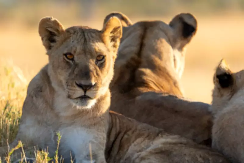 BBC's Big Cats 24/7 Follows World's Largest Lion Pride in Botswana