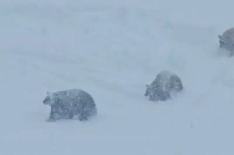 Bears Dash Across Ski Slope as Stunned Skiers Watch On at Northstar Resort