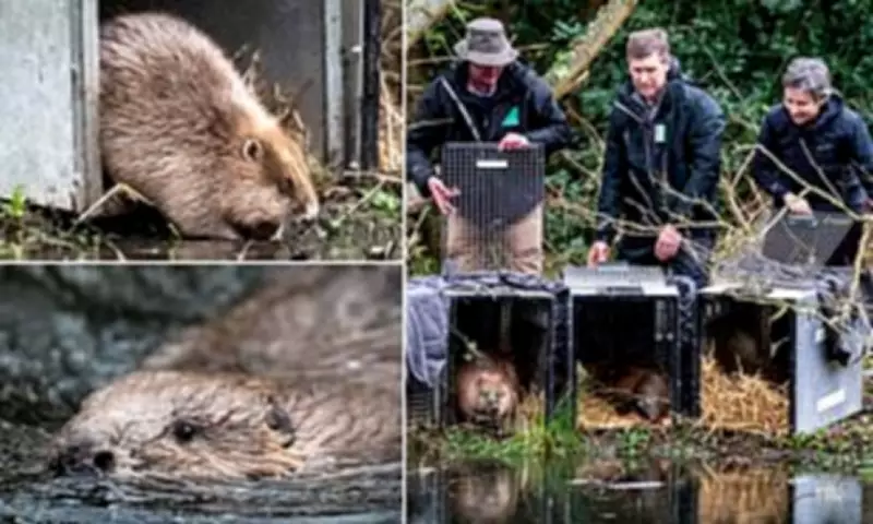 Beavers Legally Released in Somerset to Restore River and Wetland Habitats