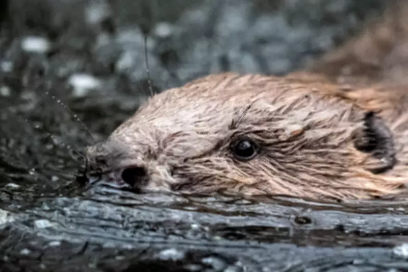 Beavers Return to Somerset Wilds in Major Conservation Milestone