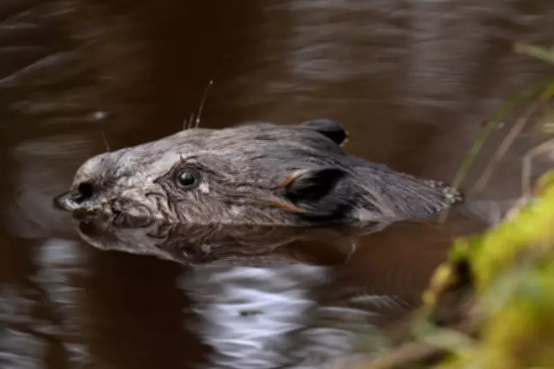 Beavers Return to South West England in Landmark Reintroduction Programme