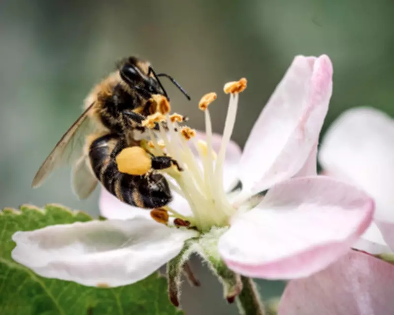 Belgian Beekeepers Rediscover Rare Dark Bee Species in Honeybee Hives