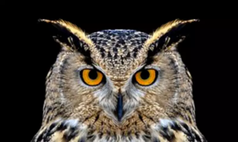 Beyond Night Owls and Morning Larks: Five Distinct Sleep Chronotypes Revealed