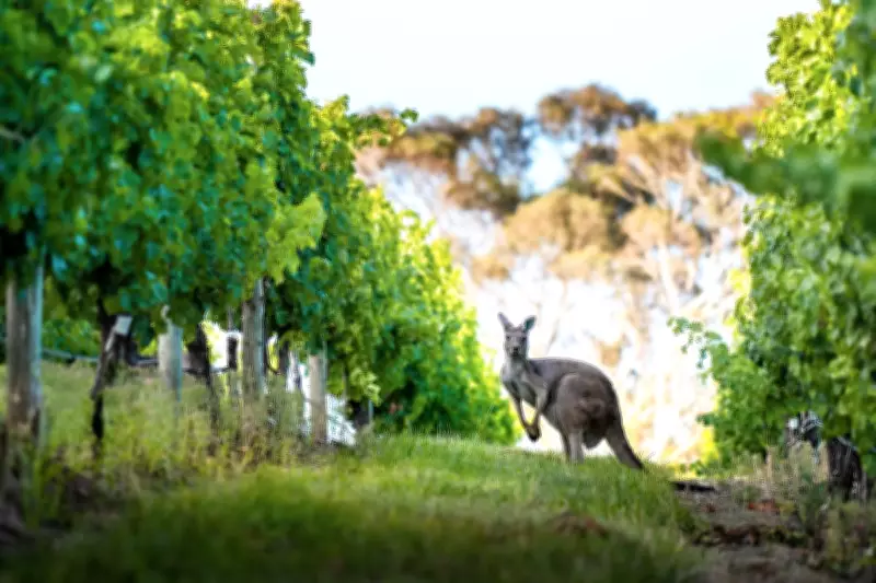Beyond the Vines: Exploring Adelaide Hills' Hidden Gems Beyond Wine