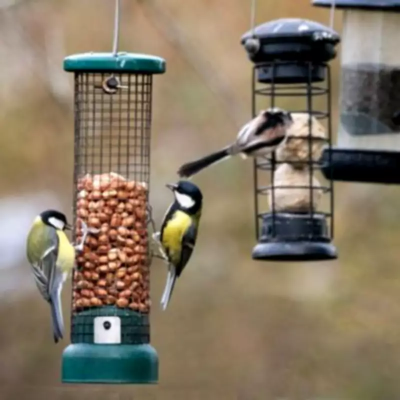 Bird Feeder Warning: UK Homeowners Urged to Move Feeders Away from Properties